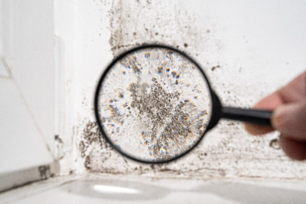 Mold Spores and Cognitive Health: Understanding the Impact and Prevention