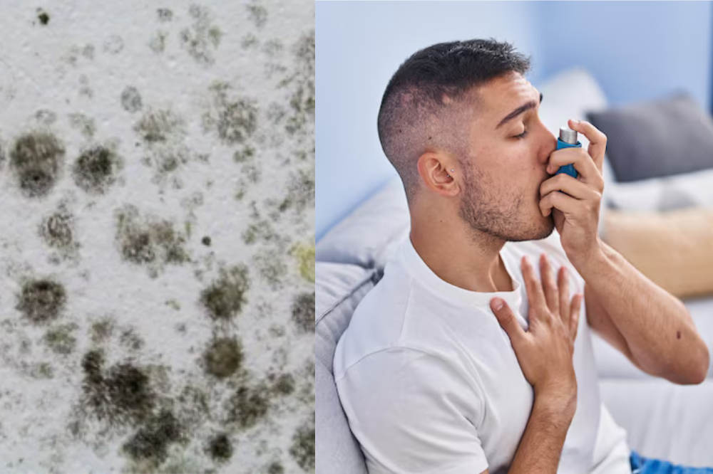 Mold and Asthma: The Impact – Insights and Tips
