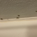 What Are Those Black Dots On Your Ceiling?
