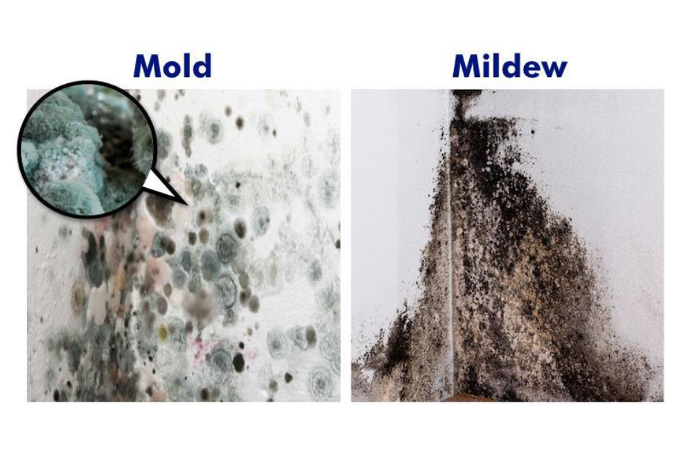 Best Mildew and Mold Remover Solutions 2025