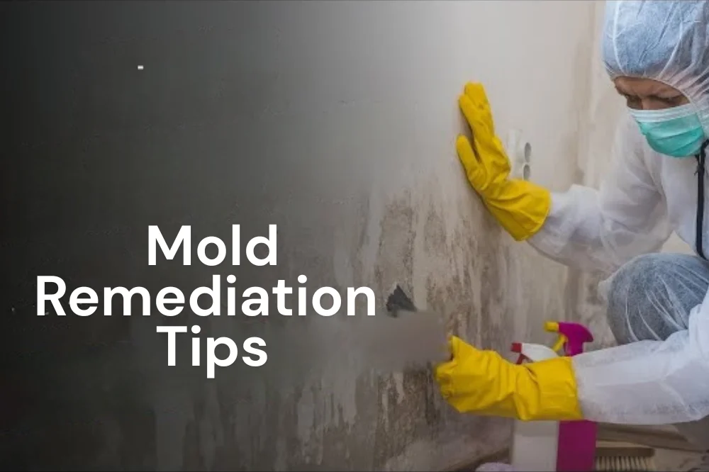 mold-remedition-tips-1