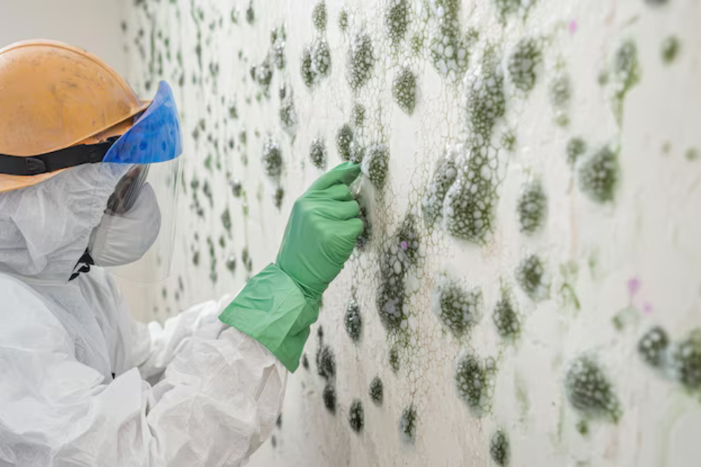 How Much Does Mold Removal Usually Cost
