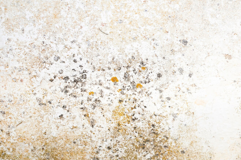 Unraveling the Hidden World of Mold: Types and How to Spot Them