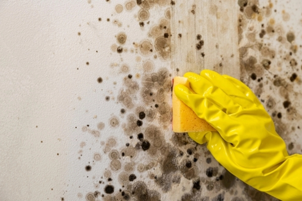 Mold Mitigation Near Me: Expert Removal Services