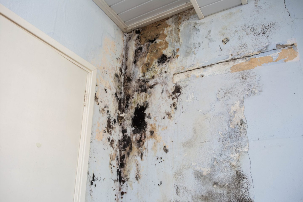 affordable mold removal