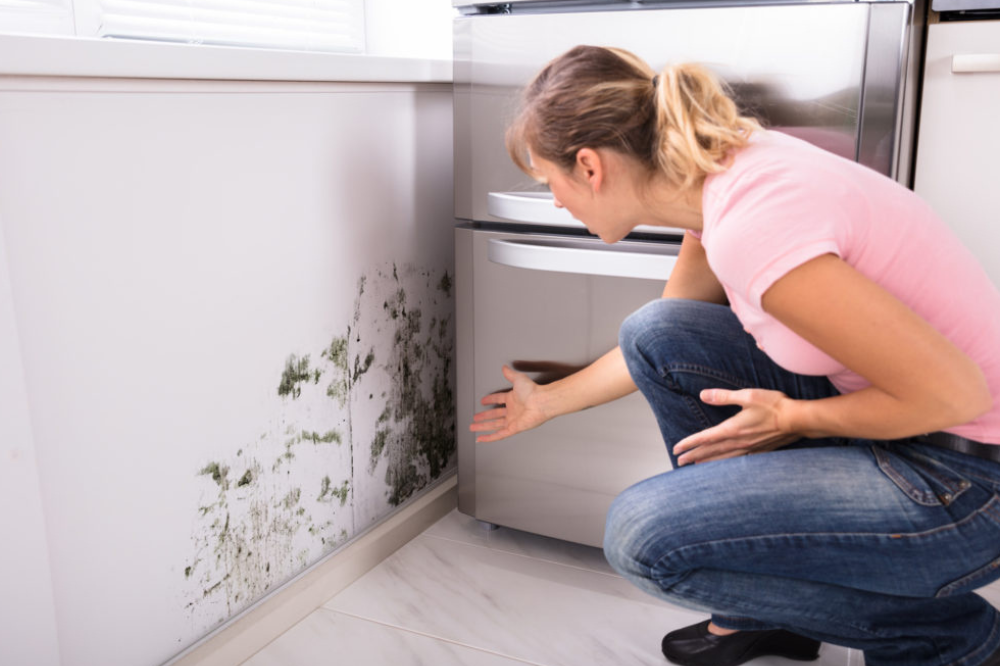 affordable mold removal