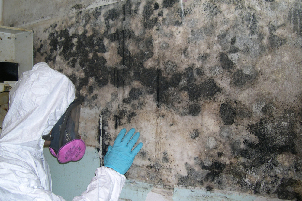 Mold Treatment Cost: Insights & Average Prices