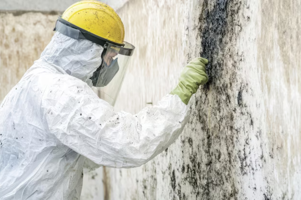 Local Mold Restoration Company