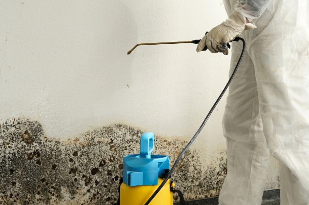 Top Mold Removers for Walls – Find the Best!