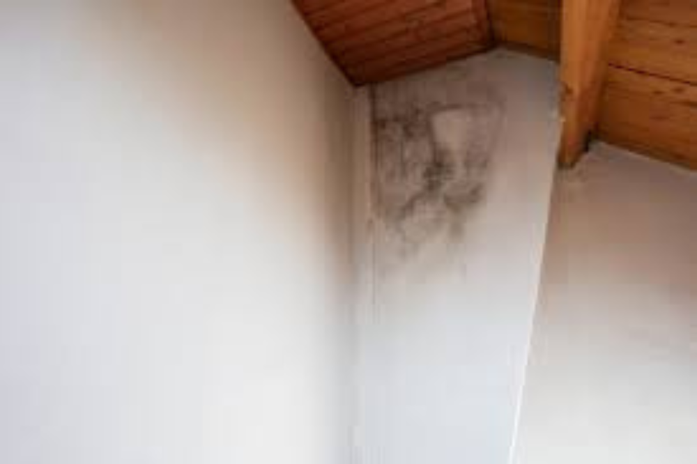 roof mold prevention