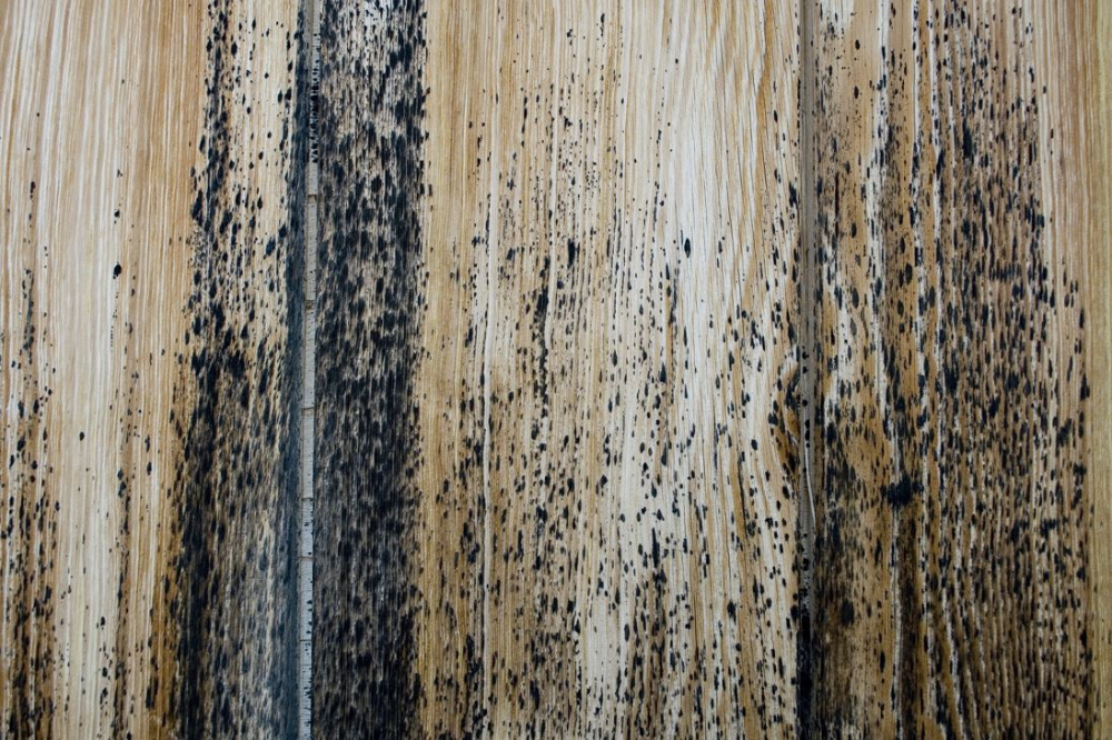 powerful wood mold killer
