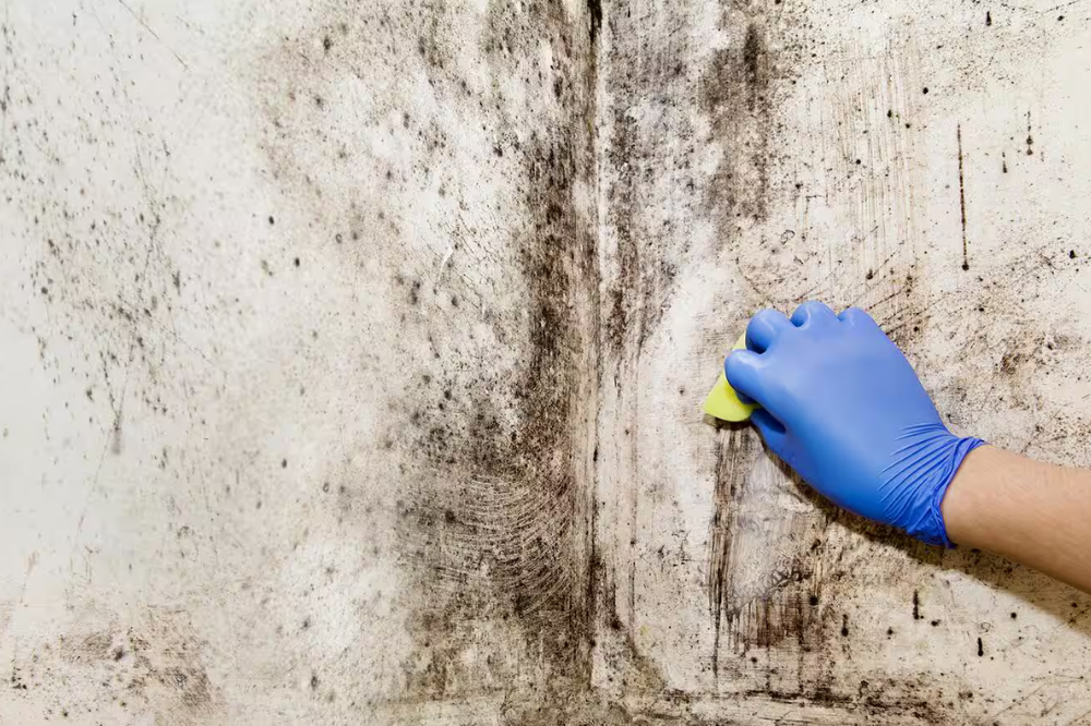Black mold removal precautions