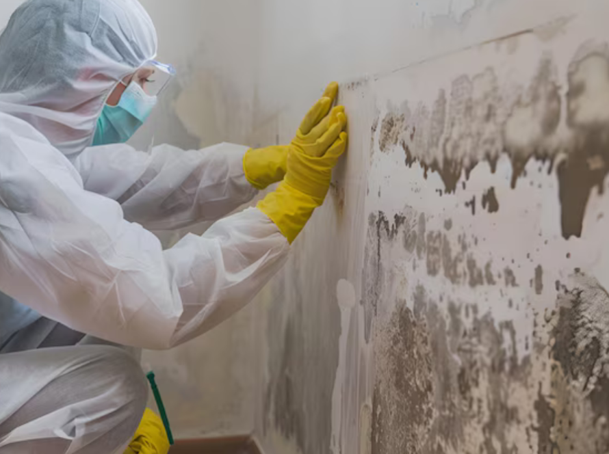 mold removal service