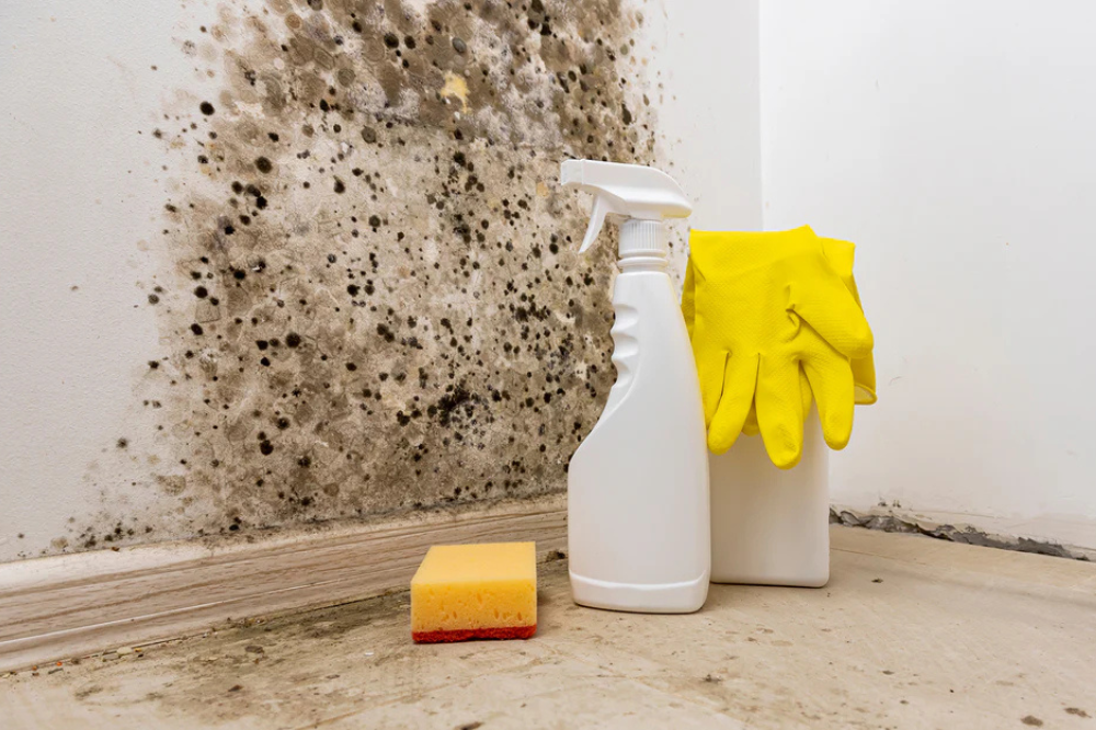 fix mold Miami