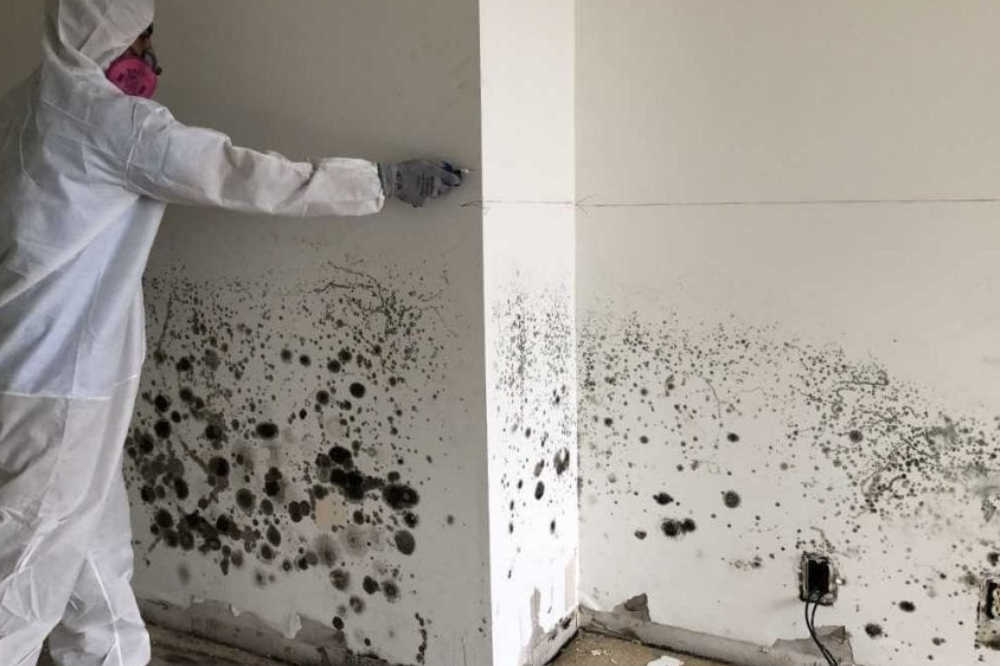 mold resistant drywall