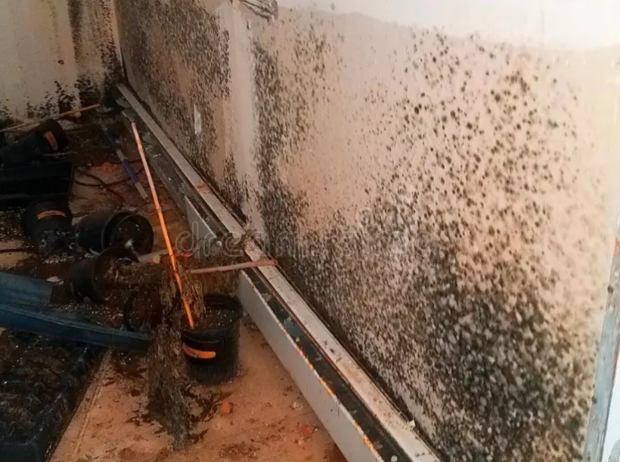 drywall mold