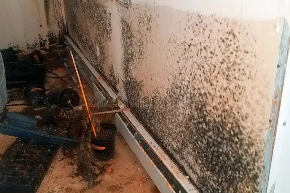 Mold Resistant Drywall: Ultimate Protection Guide