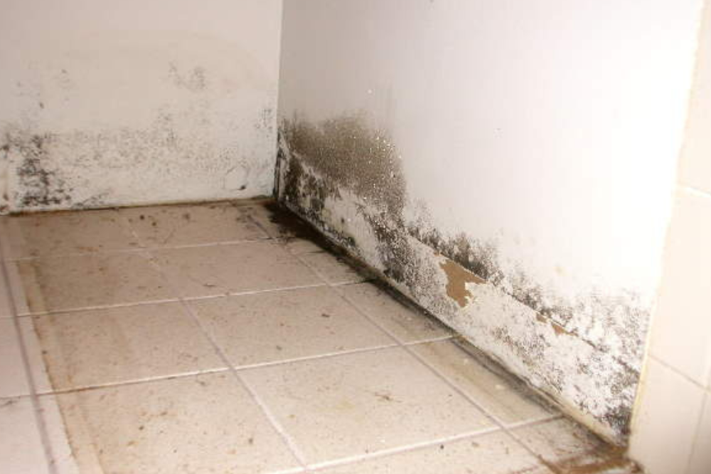 Common Types of Mold in Homes – Identification Guide
