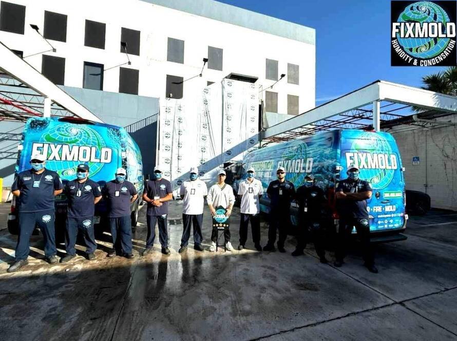 Miami mold removal companies