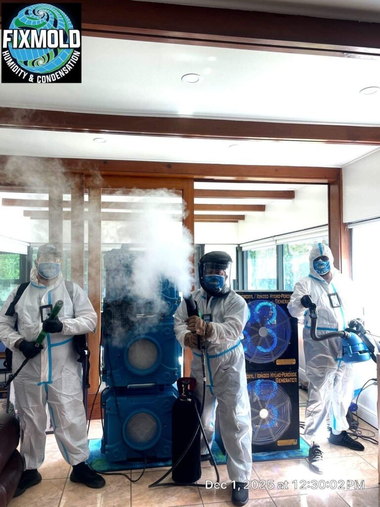 miami mold specialist