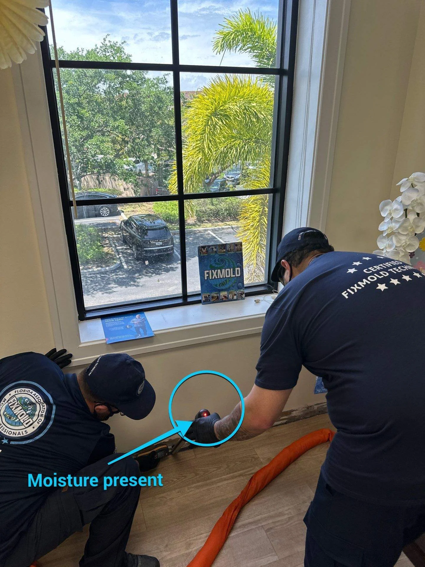 Why Proper Mold Inspections Are the First Step to a Healthy Home