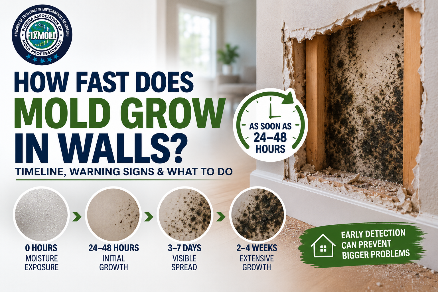 how fast does mold grow in walls